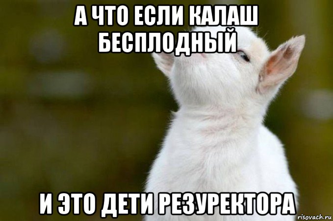 Калаш.jpg