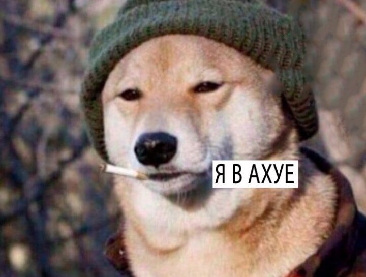 бобака.jpg