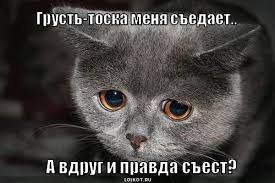 котик.jpg