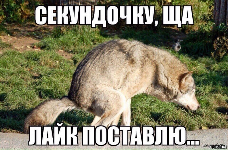 лейкоцит.jpg