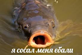 сосал.jpg
