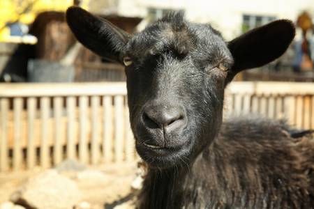 97812486-cute-funny-sheep-in-zoological-garden-closeup�.jpg