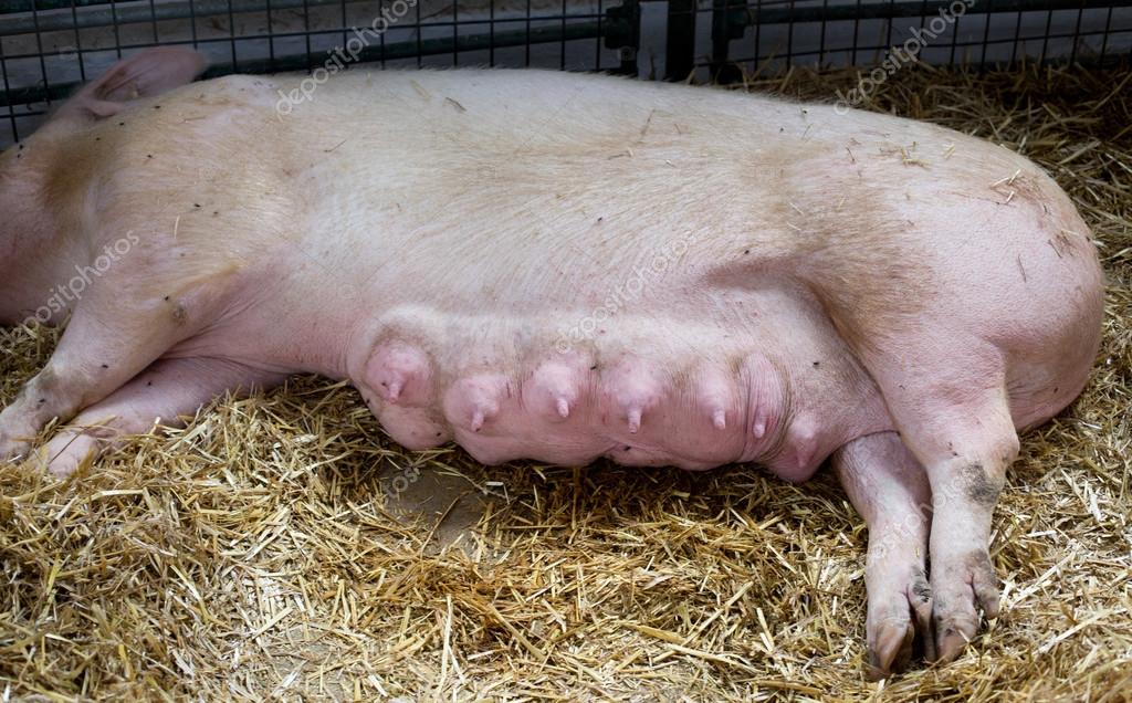 depositphotos_112937680-stock-photo-sows-breast-for-suckling.jpg