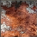 upload_2020-11-6_13-35-50.png