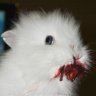 bloodbunny