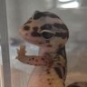 Tolanehi