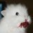 bloodbunny